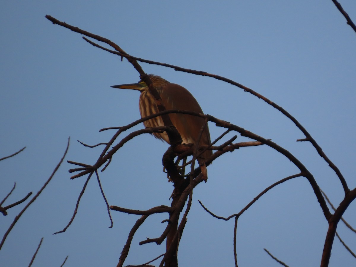 Indian Pond-Heron - ML646301558