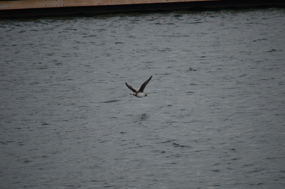 hoholka lední - ML646301563