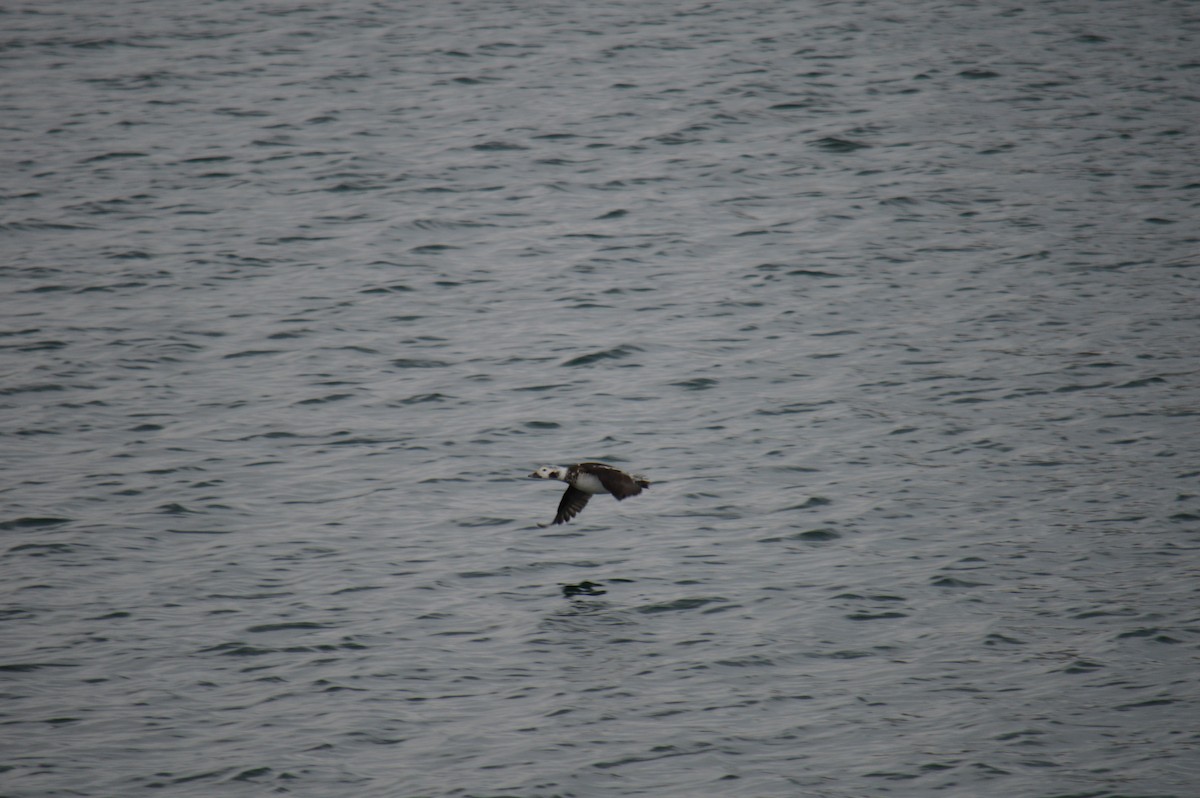 hoholka lední - ML646301564