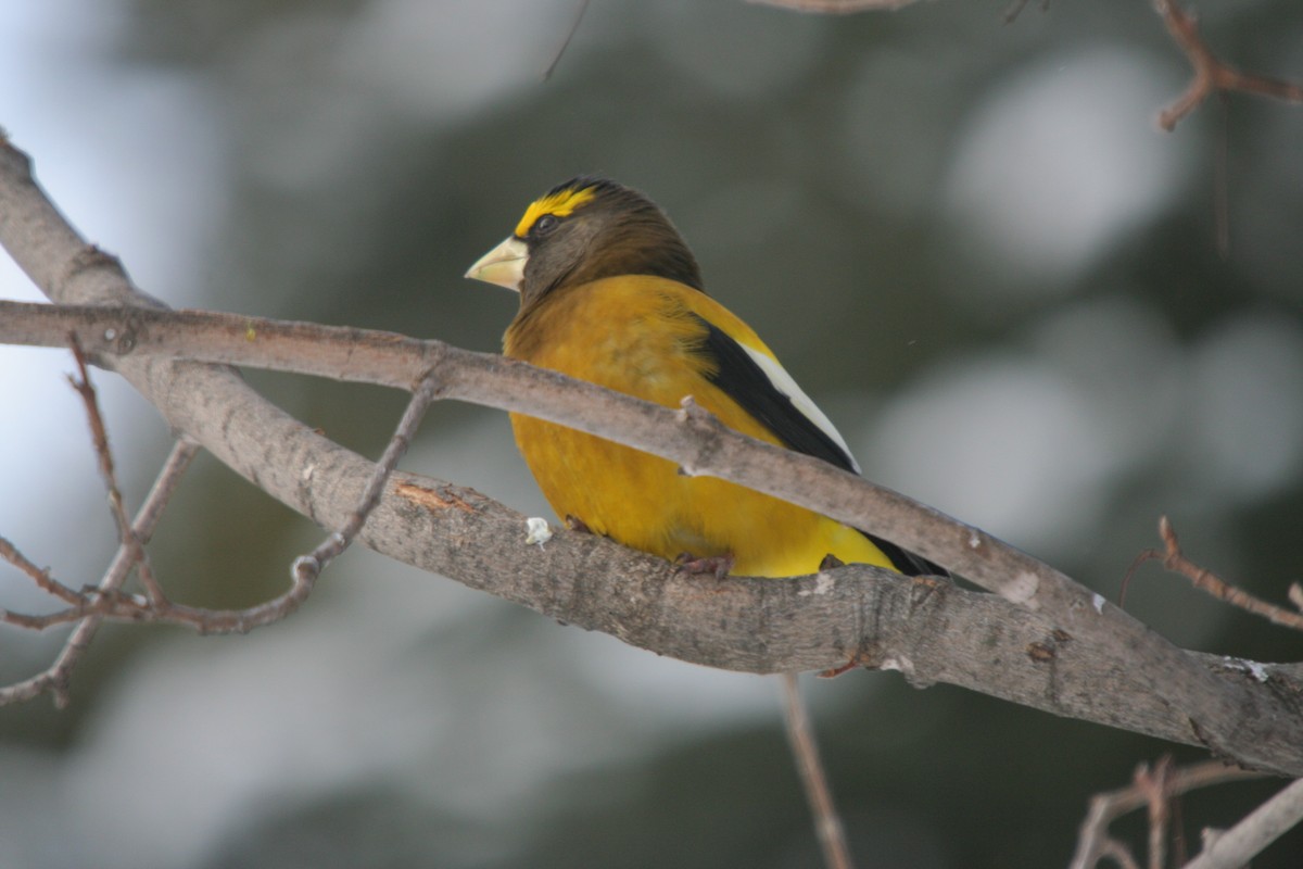 Evening Grosbeak - ML646301570