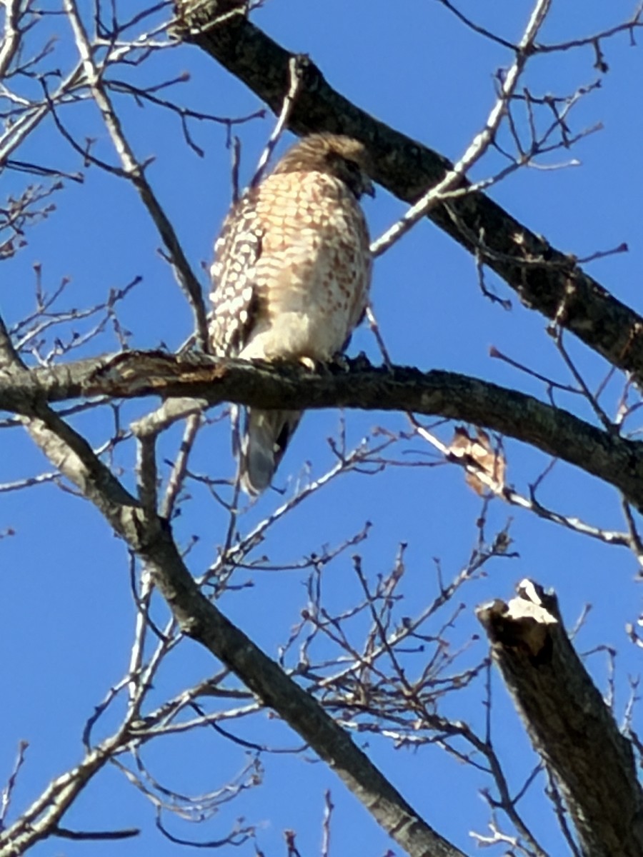Red-shouldered Hawk - ML646301571