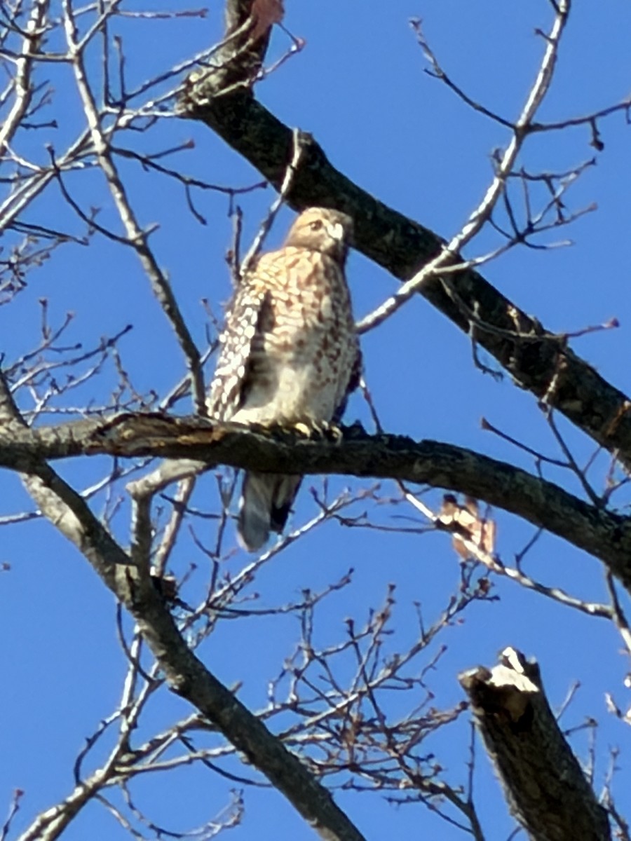 Red-shouldered Hawk - ML646301572