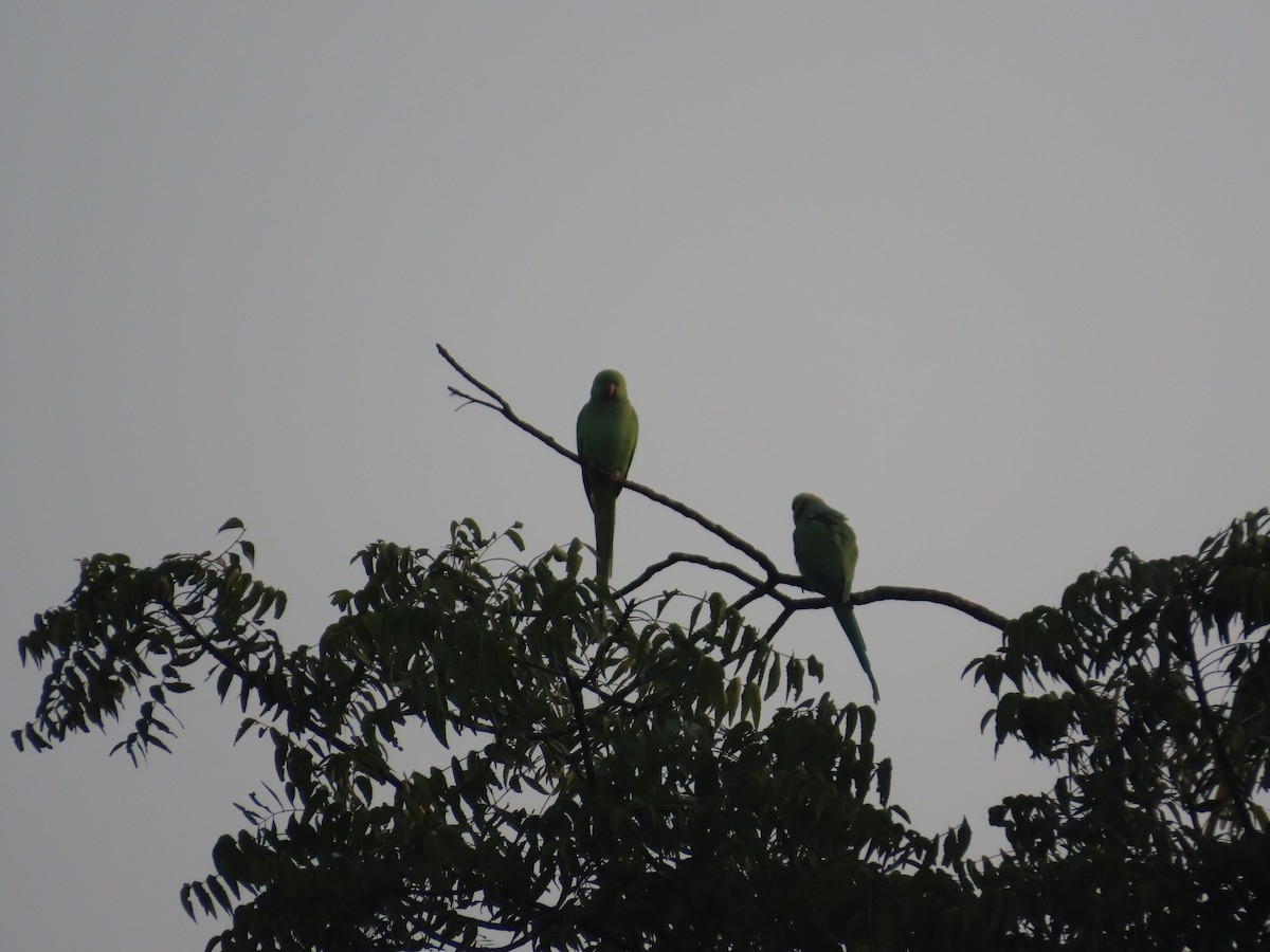 Rose-ringed Parakeet - ML646301573