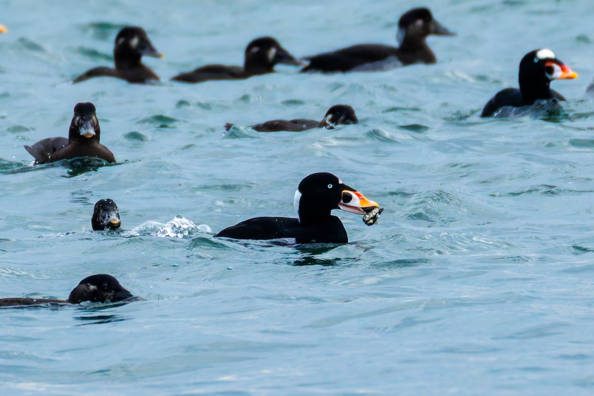 Surf Scoter - ML646301574