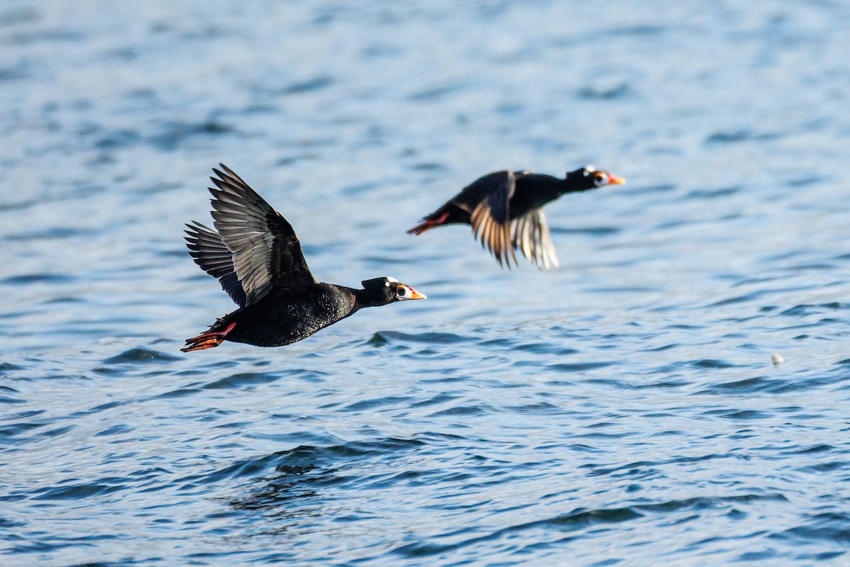 Surf Scoter - ML646301575