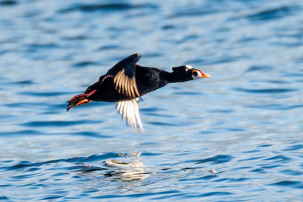 Surf Scoter - ML646301576