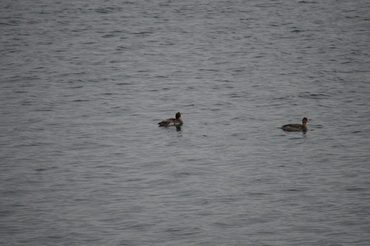 morčák prostřední - ML646301578