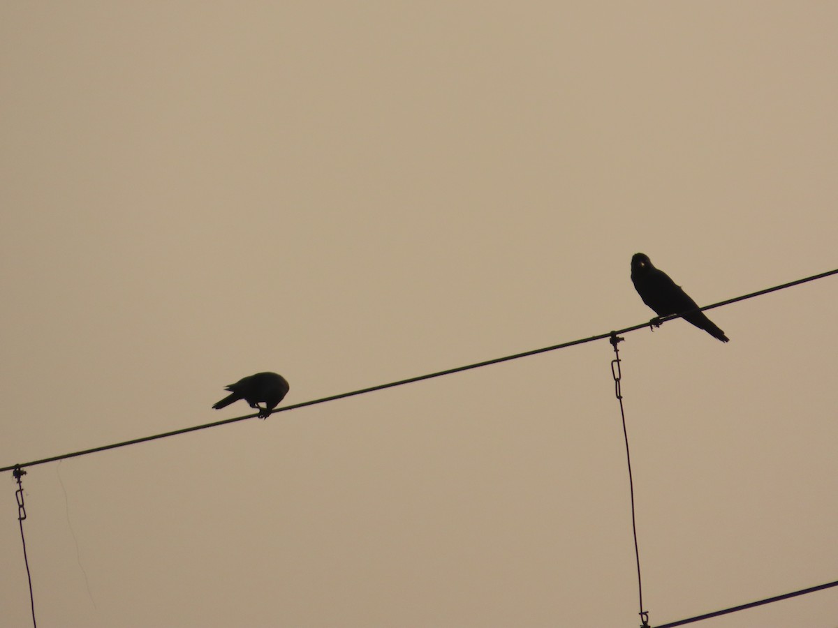 House Crow - ML646301582