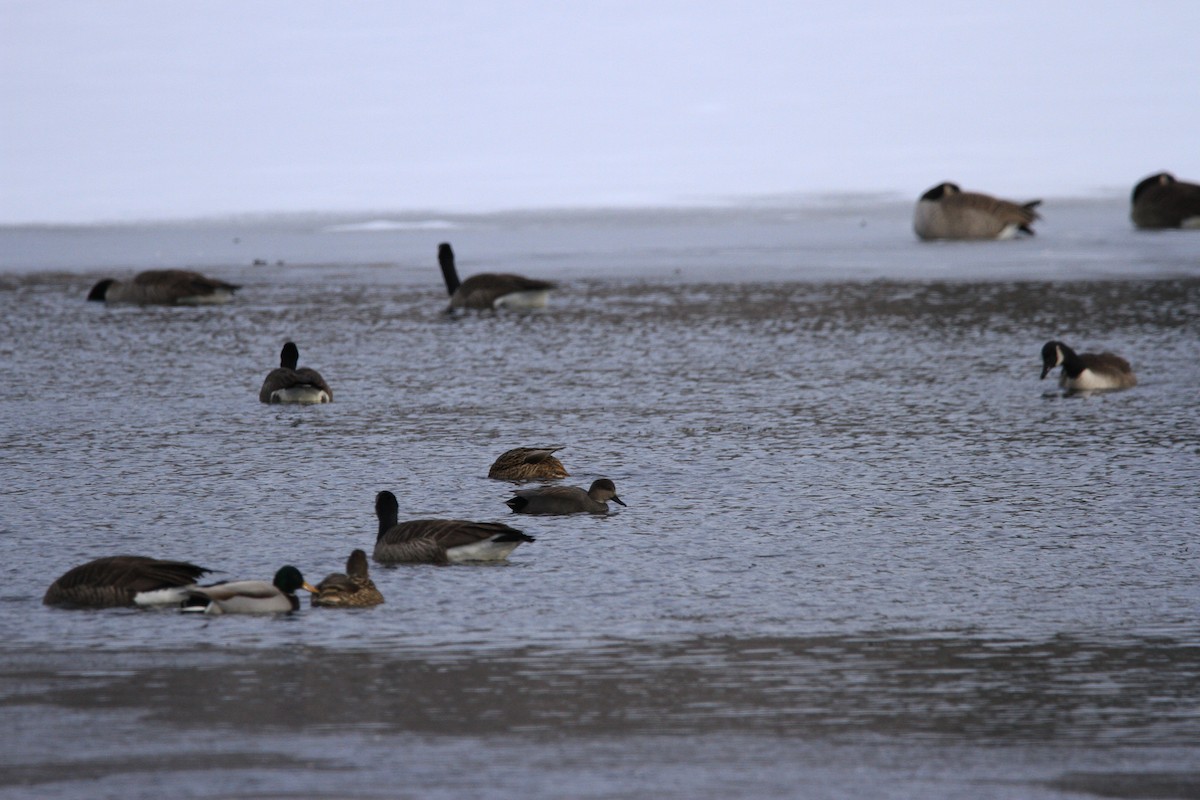 berneška velká - ML646301583