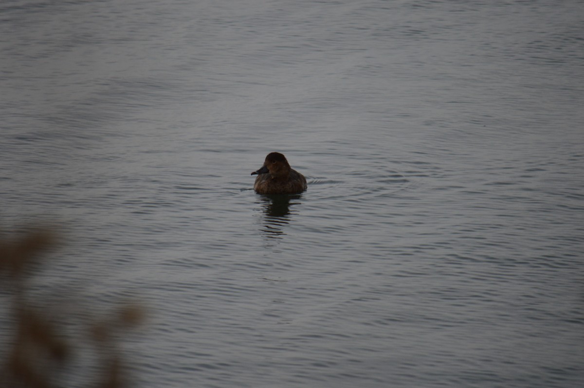 Redhead - ML646301586