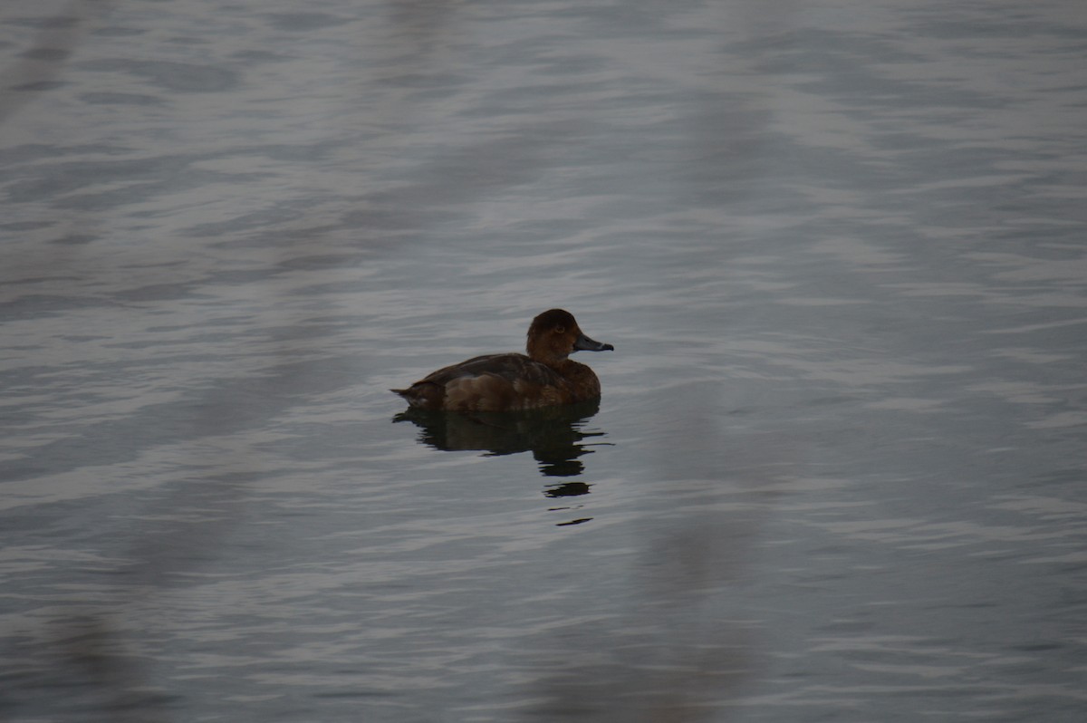 Redhead - ML646301589