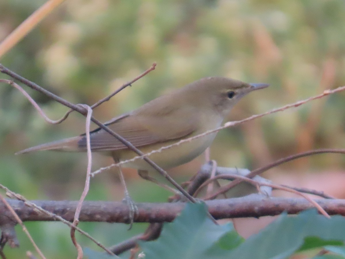 Booted/Sykes's Warbler - ML646301596
