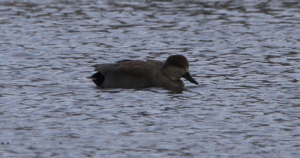 Ipar-ahatea - ML646301599