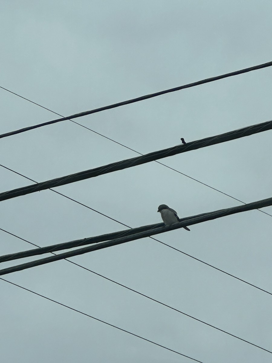 Loggerhead Shrike - ML646301600