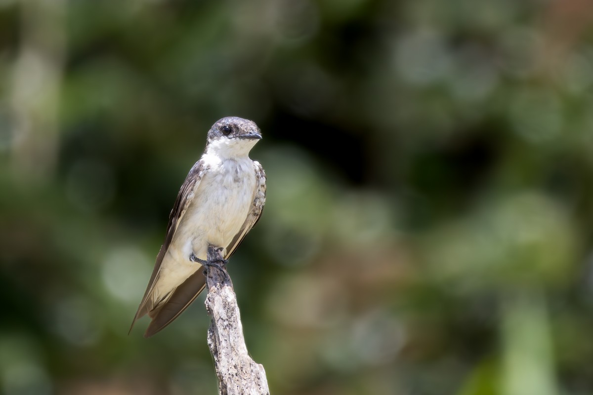 White-winged Swallow - ML646301601