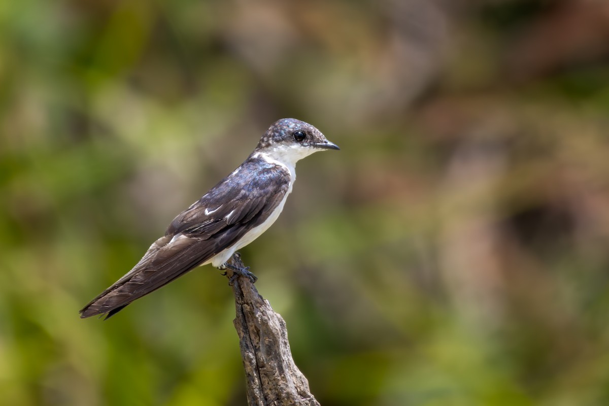 White-winged Swallow - ML646301602