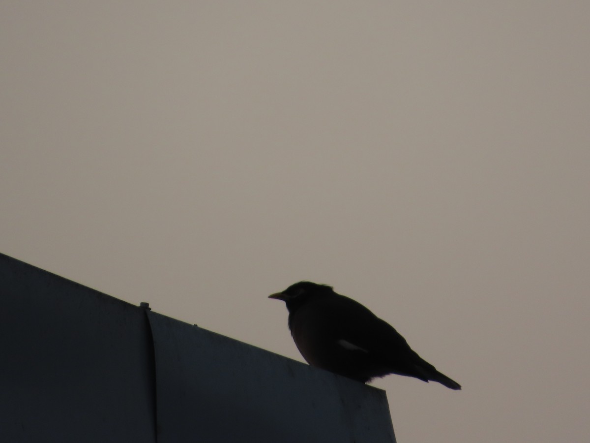 Common Myna - ML646301603