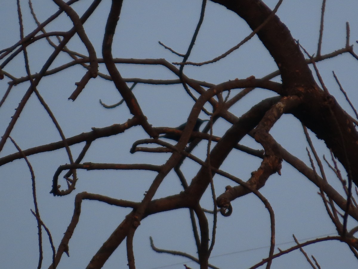 Purple Sunbird - ML646301606