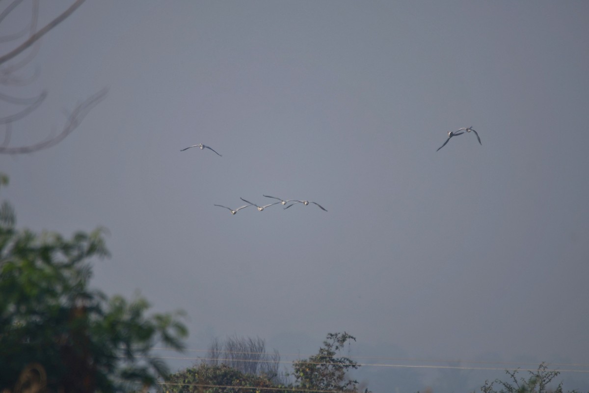 Oie à tête barrée - ML646301607