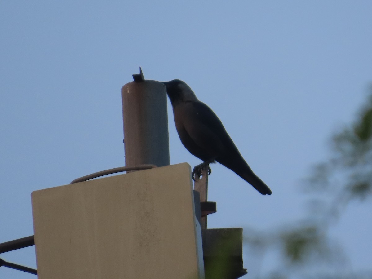 House Crow - ML646301608