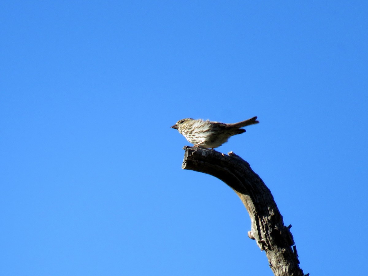 Cassin's Finch - ML64630161