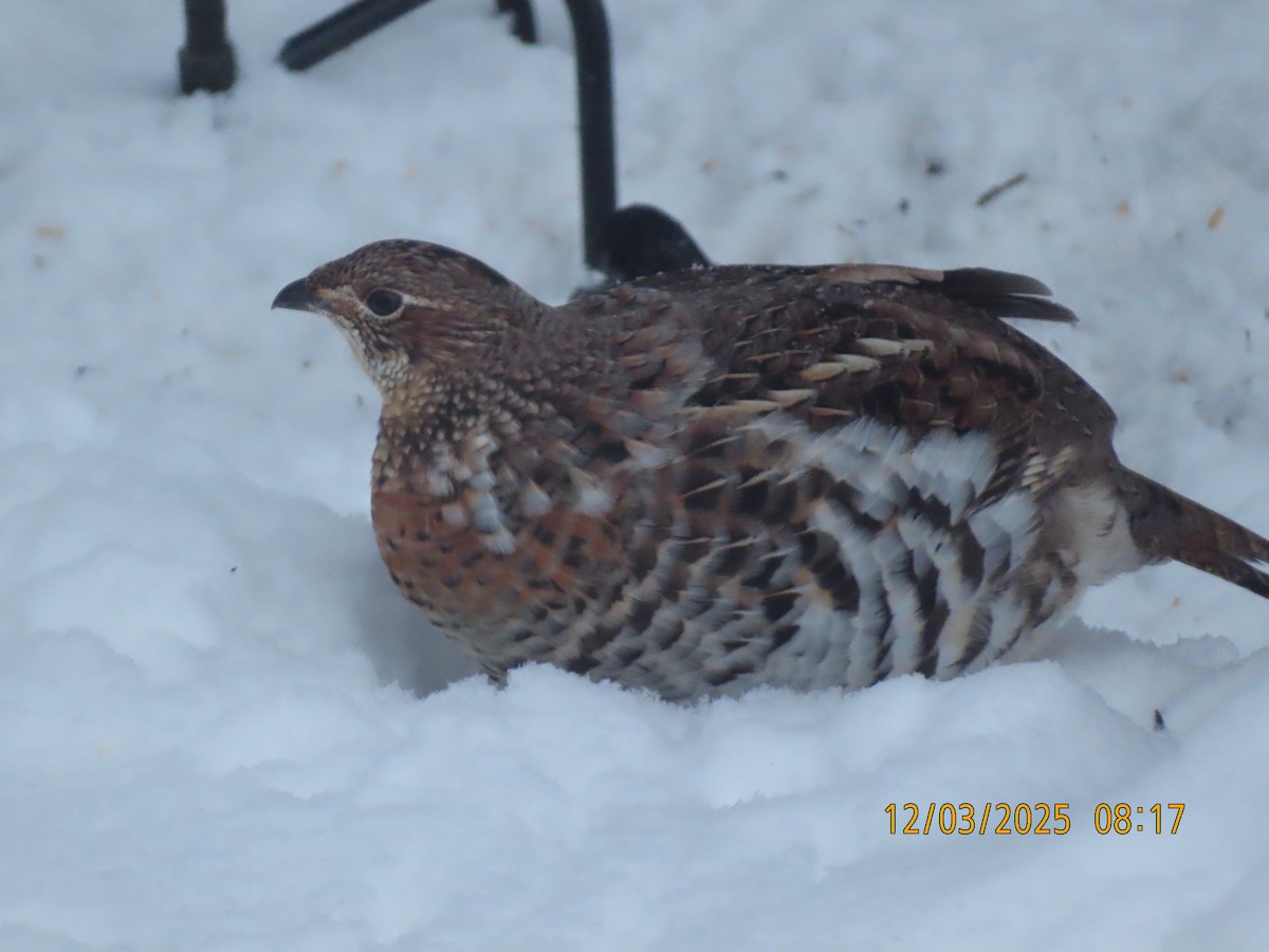 Kragenhuhn - ML646301612