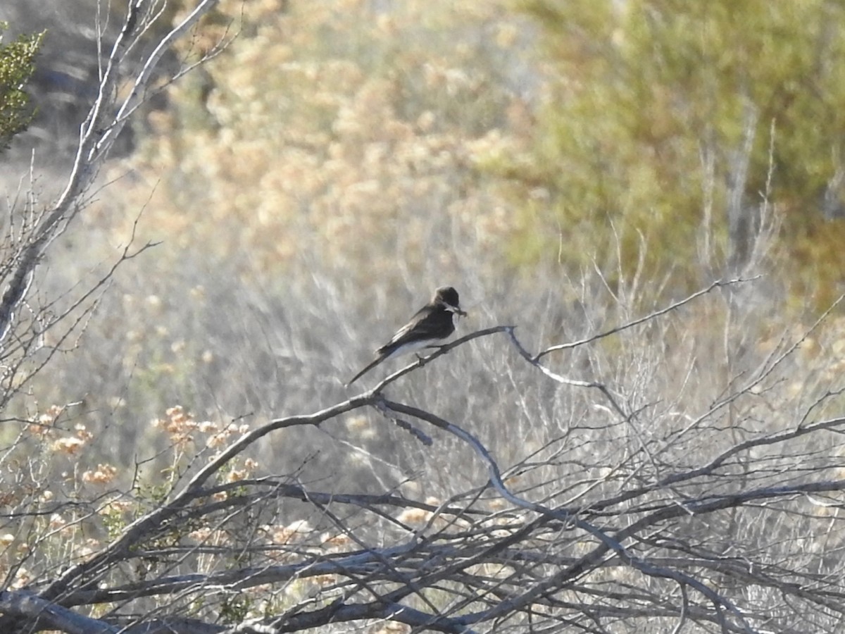 Black Phoebe - ML646301614