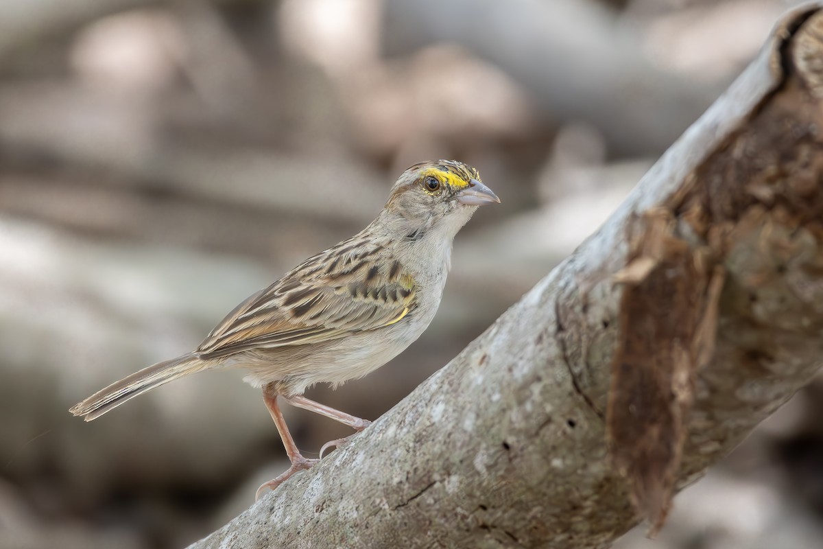 Grassland Sparrow - ML646301615