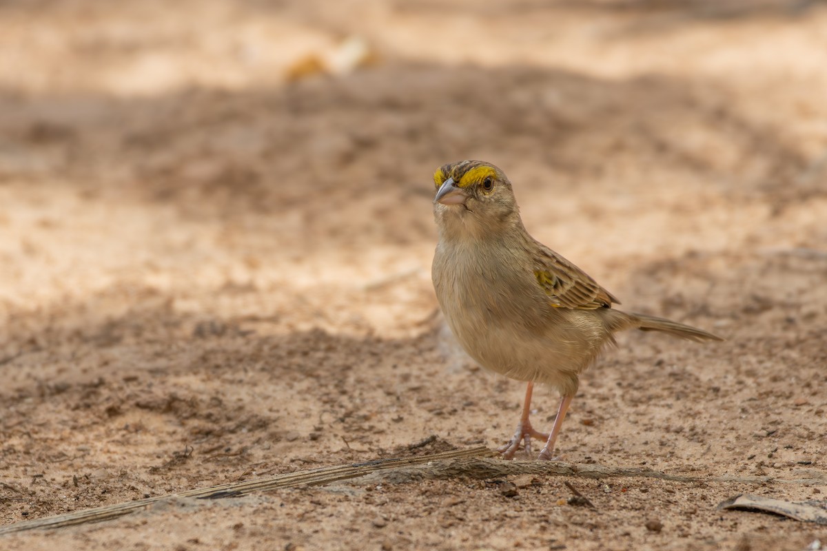 Grassland Sparrow - ML646301616