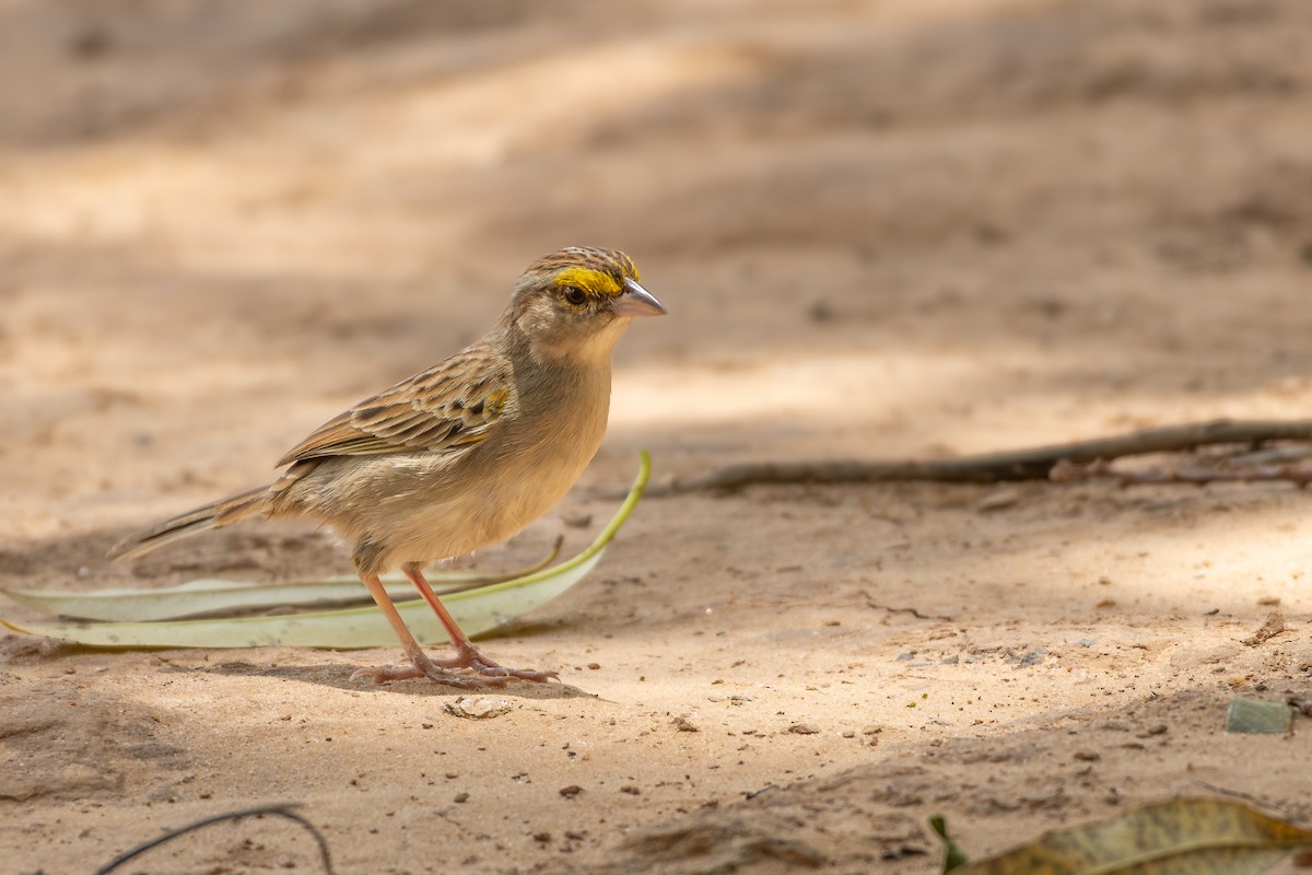 Grassland Sparrow - ML646301617