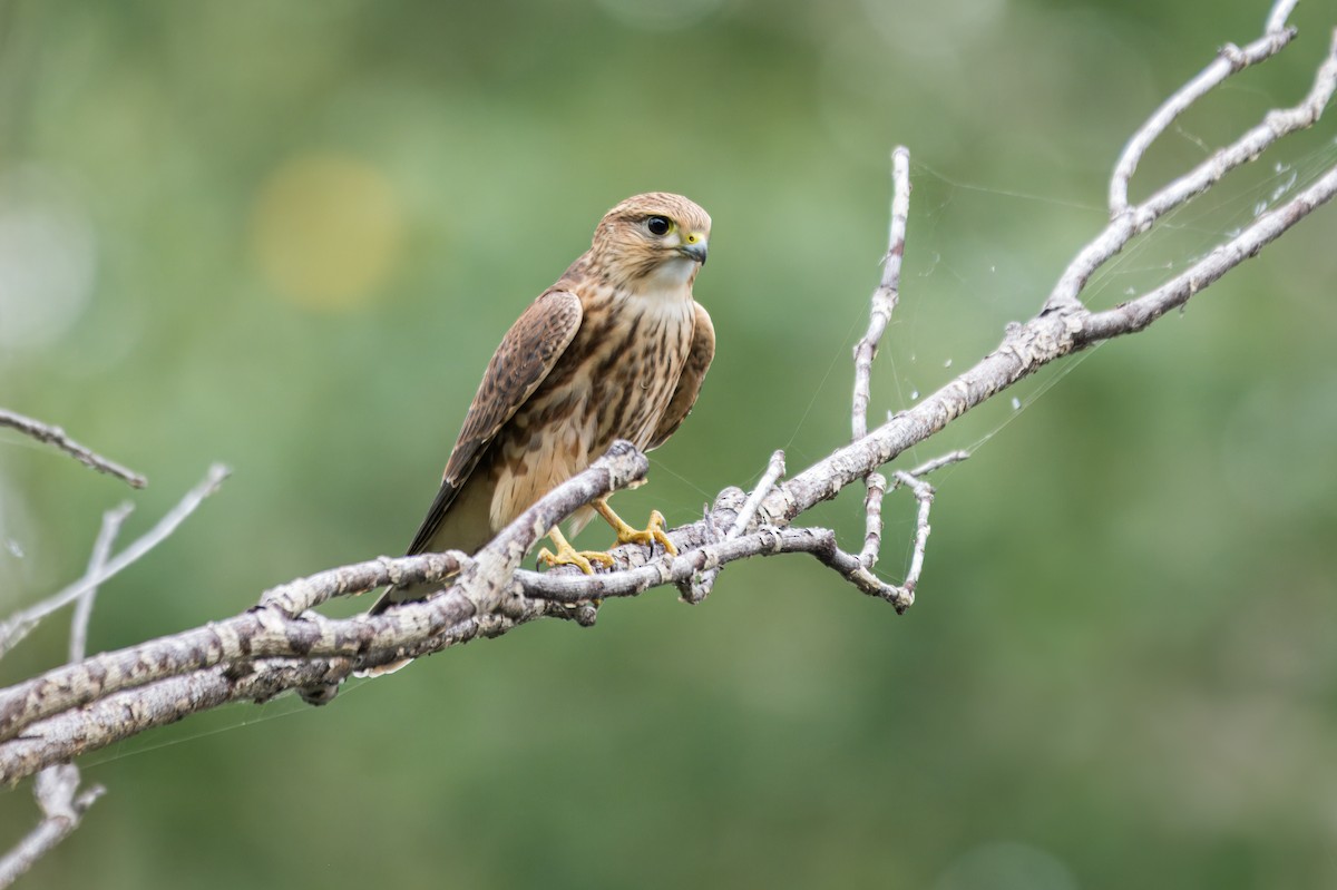 灰背隼 - ML646301618