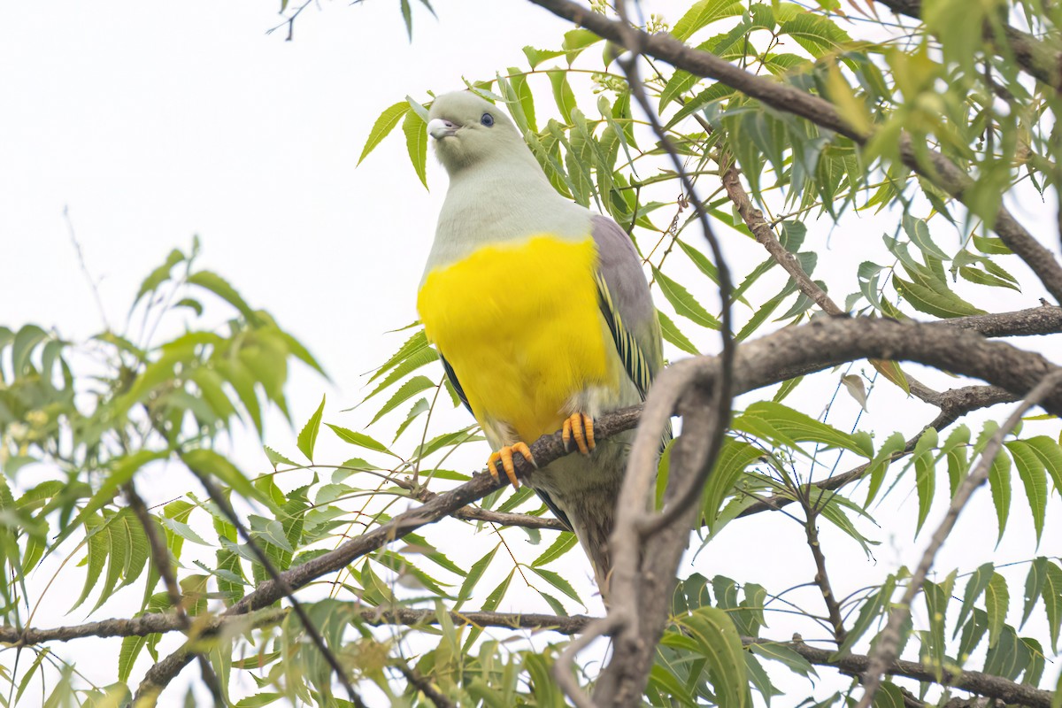 Bruce's Green-Pigeon - ML646301619