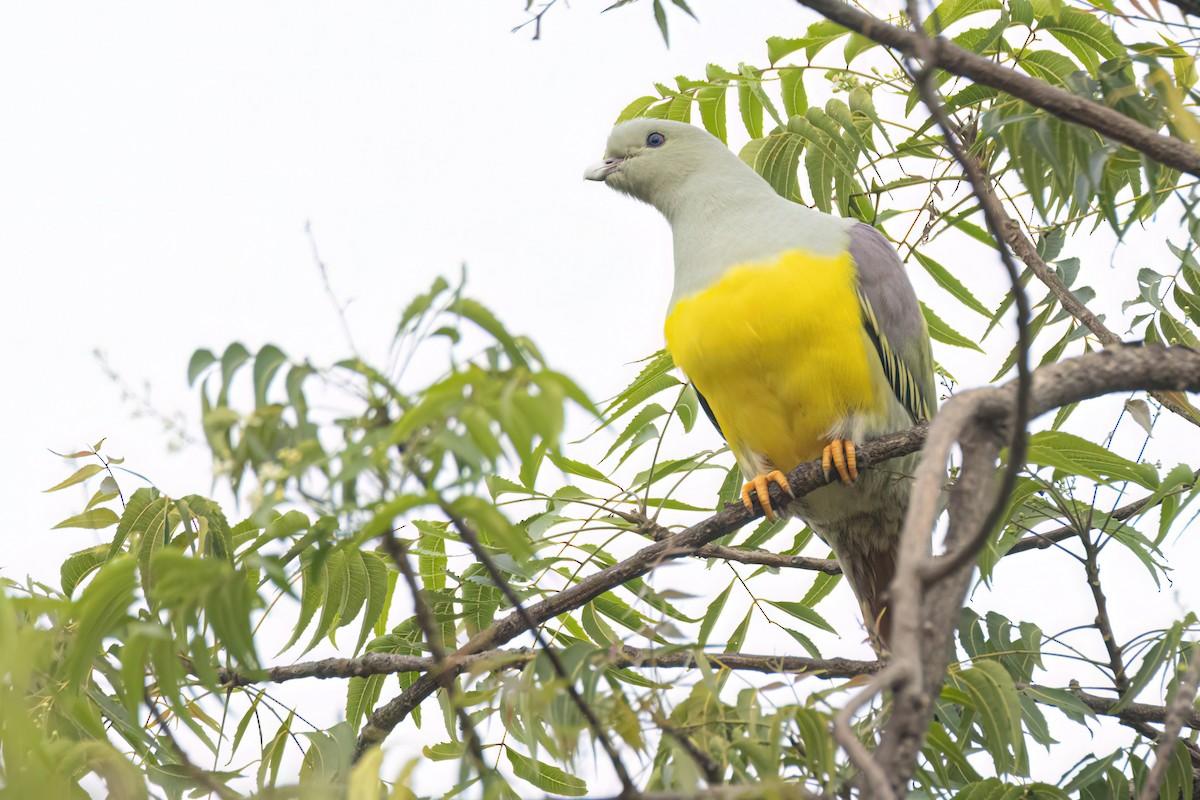 Waaliagrüntaube - ML646301620