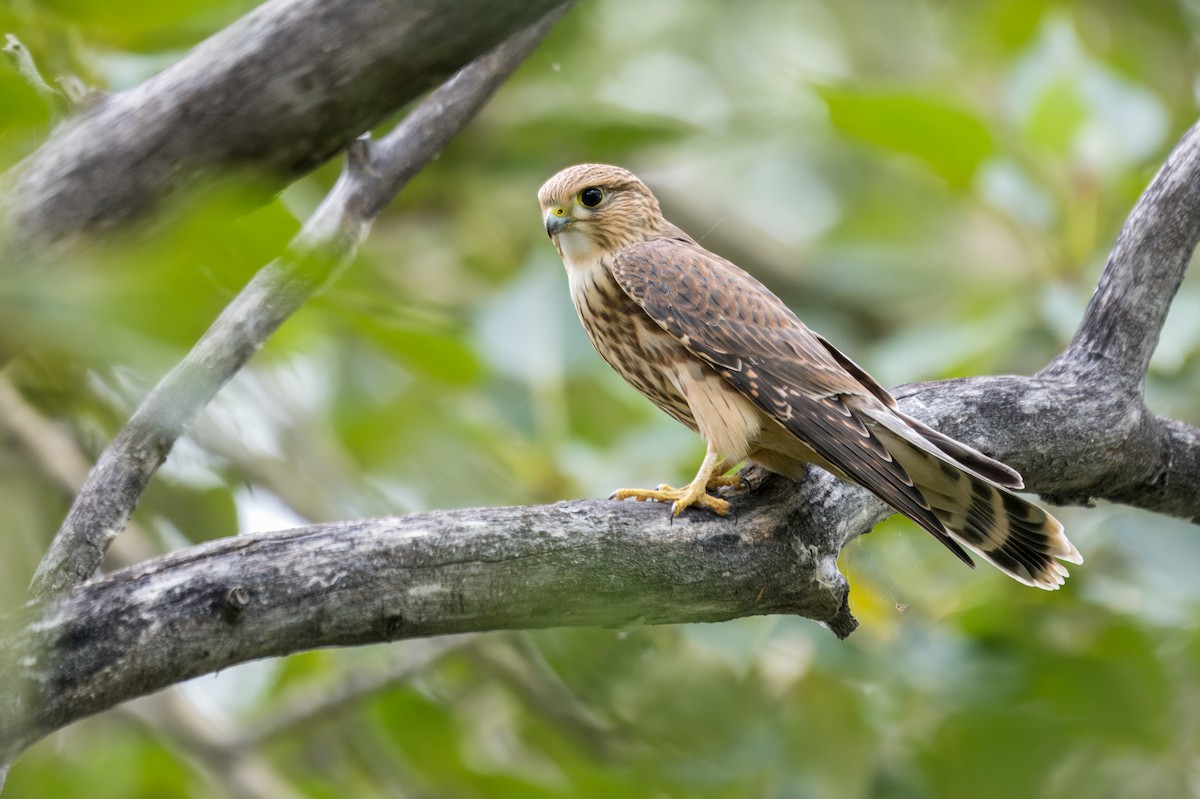 Merlin - ML646301621