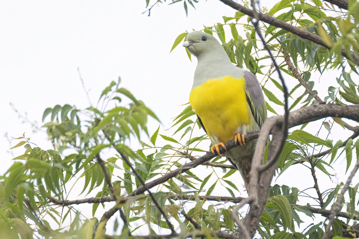 Bruce's Green-Pigeon - ML646301622