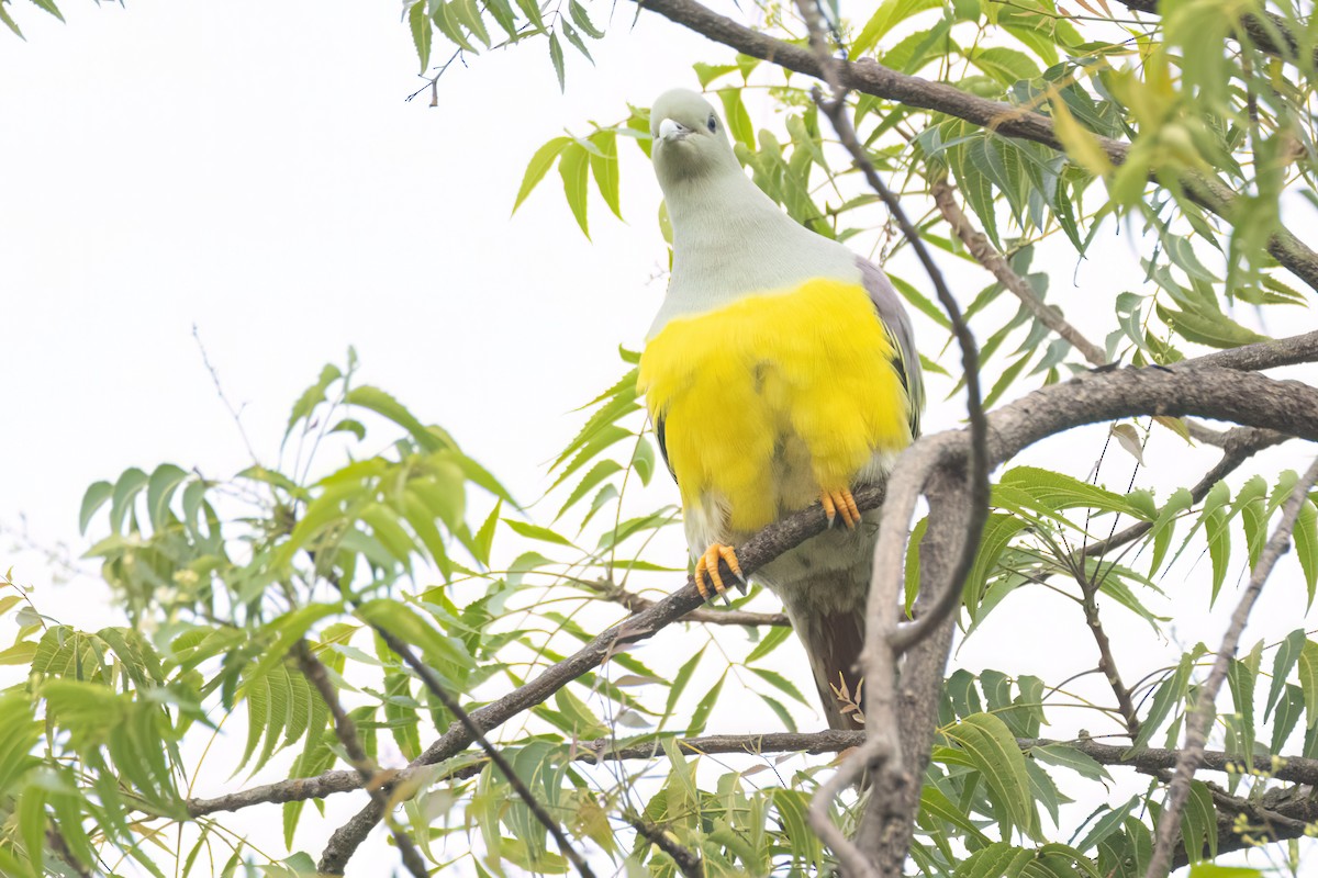 Waaliagrüntaube - ML646301623