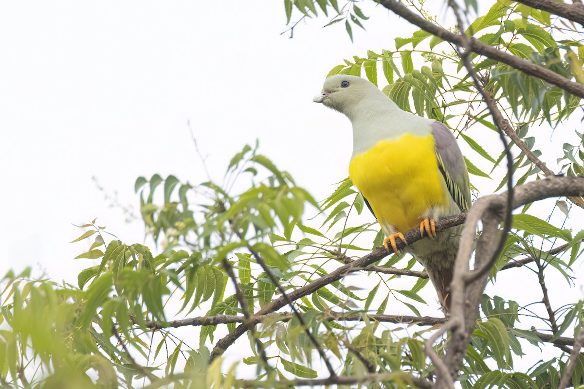 Waaliagrüntaube - ML646301624