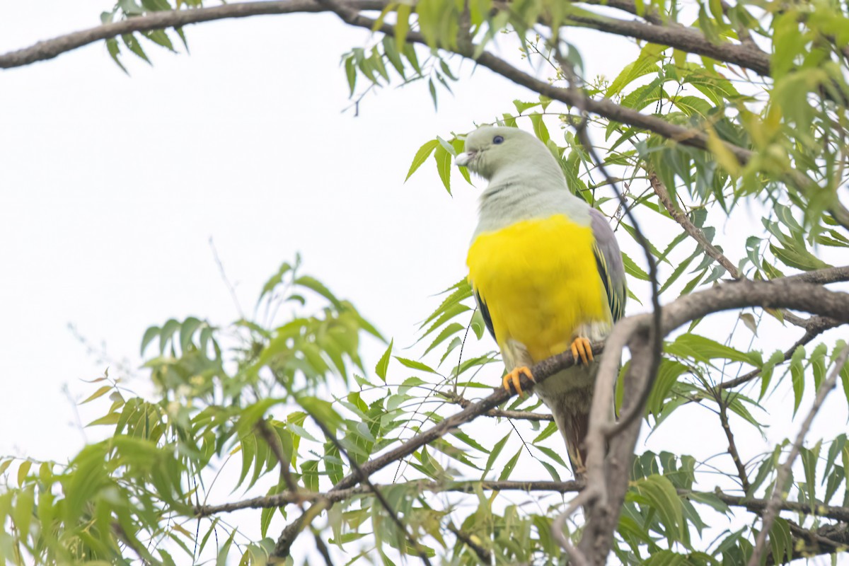 Waaliagrüntaube - ML646301625