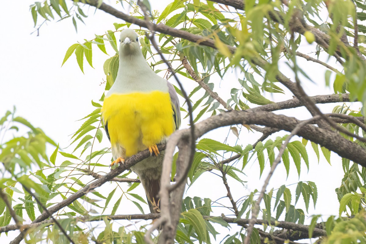 Waaliagrüntaube - ML646301626