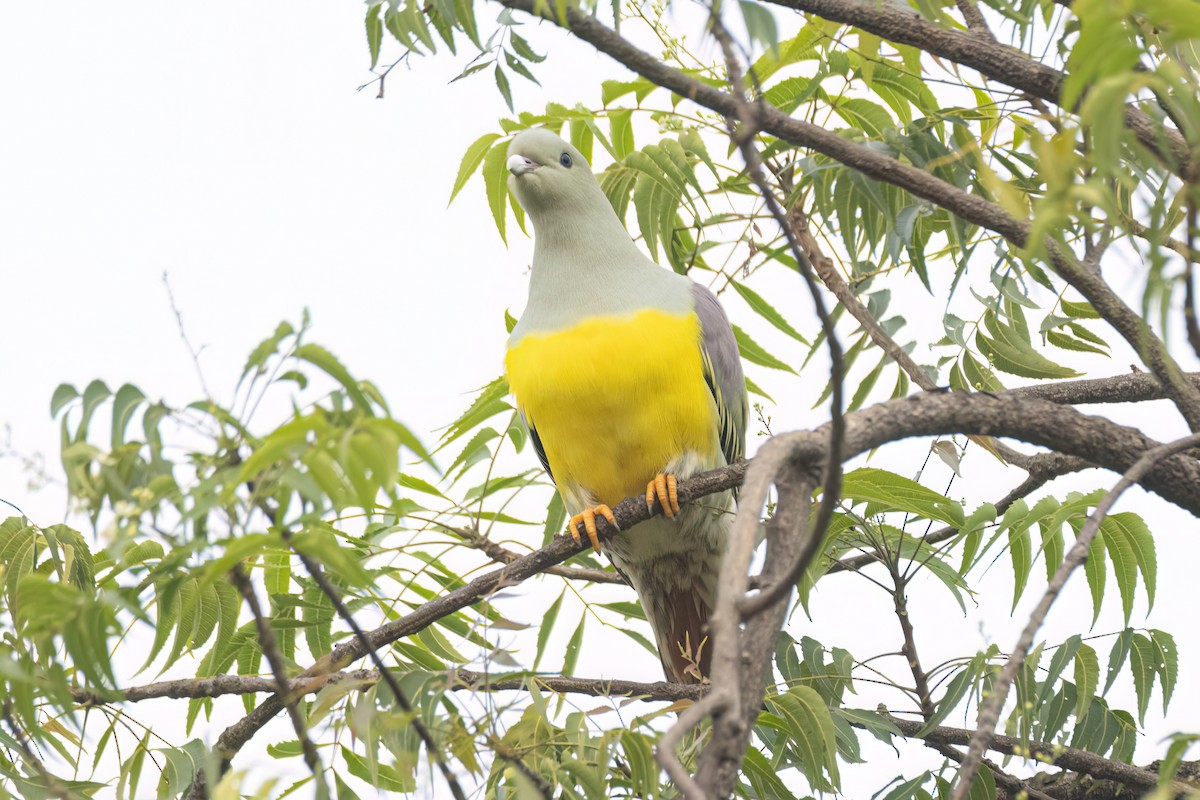 Bruce's Green-Pigeon - ML646301628