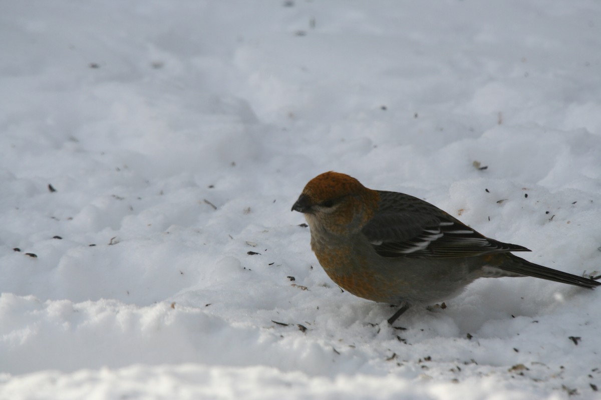 Pine Grosbeak - ML646301629