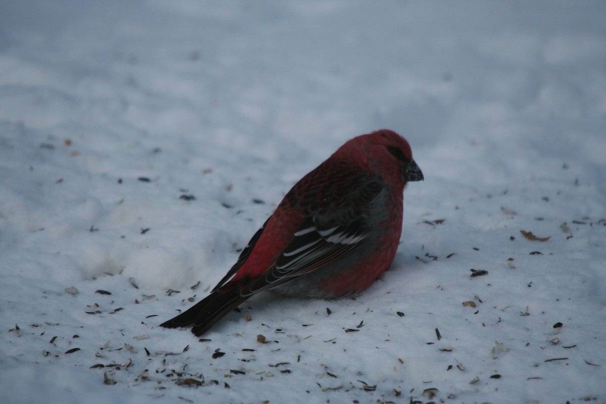 Pine Grosbeak - ML646301630