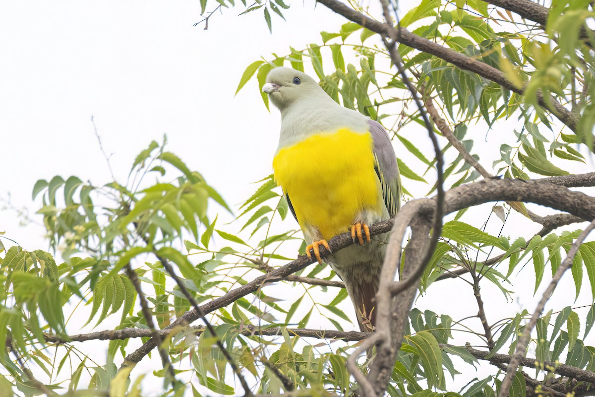 Bruce's Green-Pigeon - ML646301631
