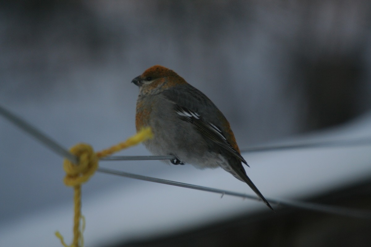Pine Grosbeak - ML646301632