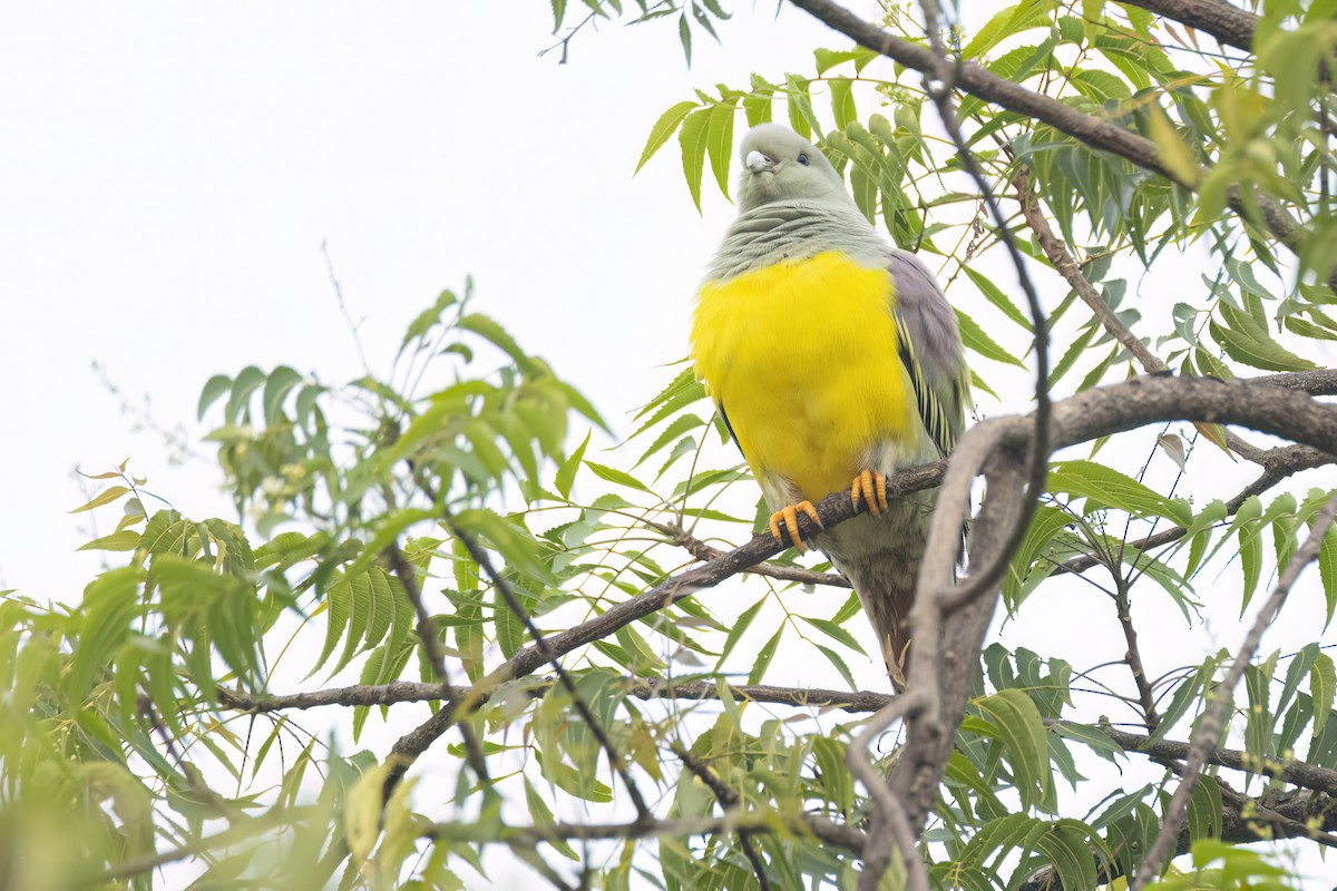 Waaliagrüntaube - ML646301634