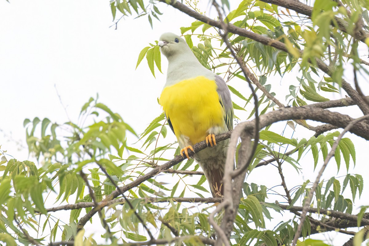 Waaliagrüntaube - ML646301635