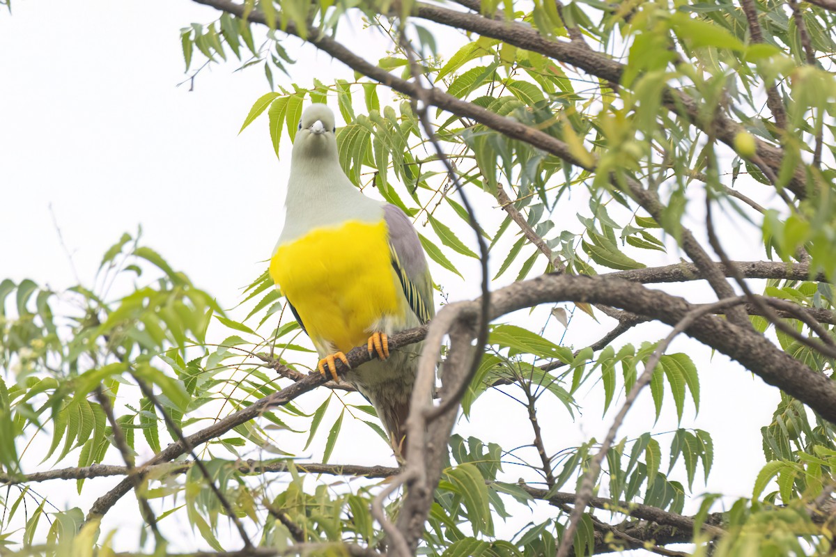 Waaliagrüntaube - ML646301636