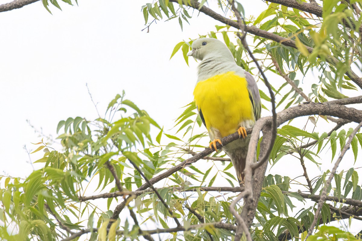 Waaliagrüntaube - ML646301637