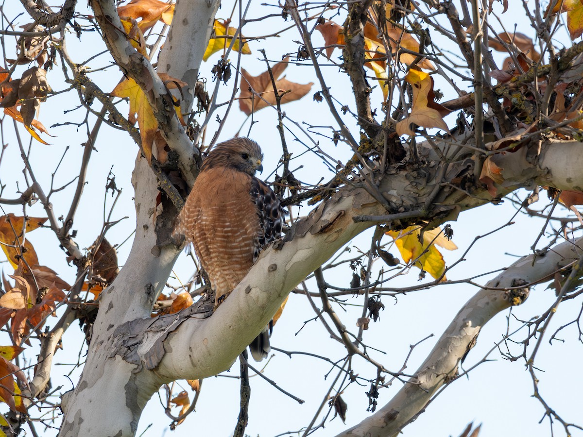 káně páskovaná - ML646301638