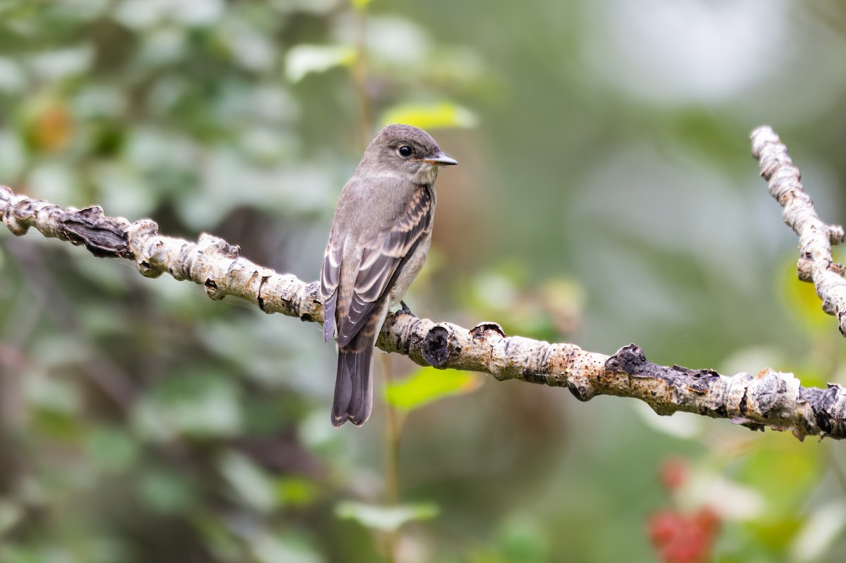 Western Wood-Pewee - ML646301641
